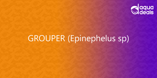 GROUPER (Epinephelus sp)
