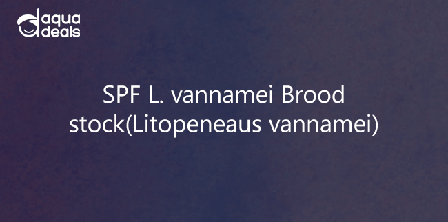 SPF L. vannamei Brood stock(Litopeneaus vannamei)