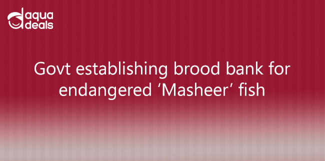 Govt establishing brood bank for endangered ‘Masheer’ fish