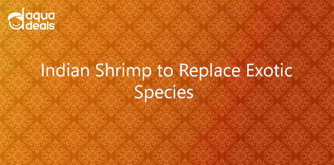 Indian Shrimp to Replace Exotic Species