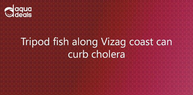Tripod fish along Vizag coast can curb cholera